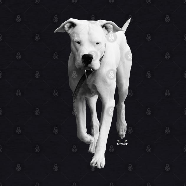 dogo argentino / Swiss Artwork Photography by Wolf Art / Swiss Artwork Photography